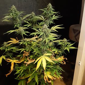 Big bud auto