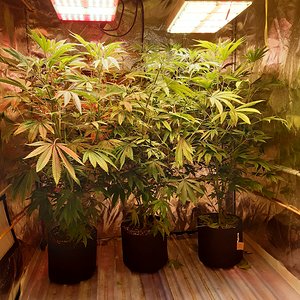 Strawberry chemdawg OG
