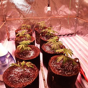 Unknown clones