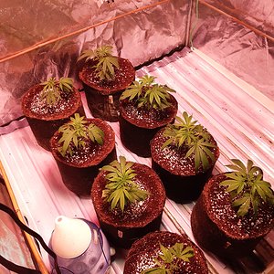 Unknown clones