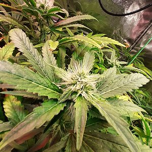 Unknown clones