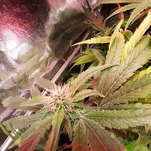 Unknown clones