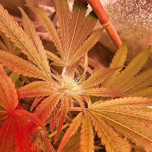 Unknown clones