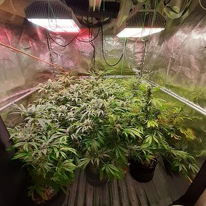Unknown clones