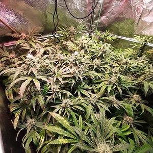 Unknown clones