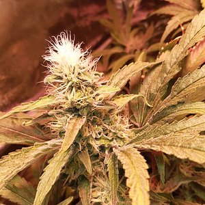 Unknown clones
