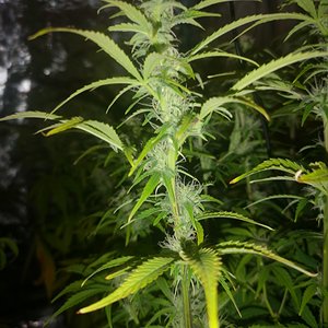 Gelato 41 - Day 64