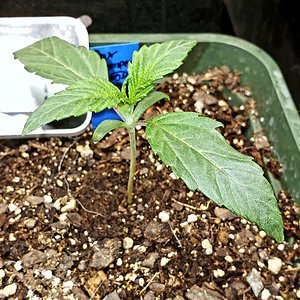 Media 'Sour Stomper' in category 'Mephisto Genetics'