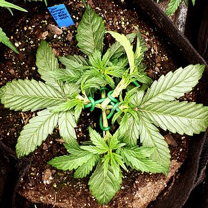 Media 'Sour Stomper' in category 'Mephisto Genetics'
