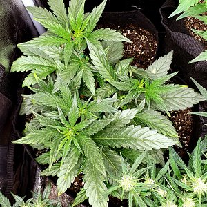Media 'Sour Stomper' in category 'Mephisto Genetics'