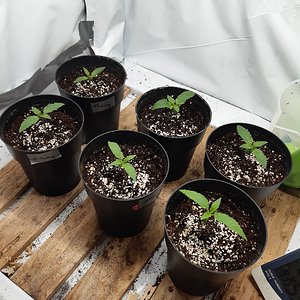 Lemon Bruce Diesel