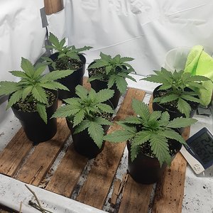 Lemon Bruce Diesel