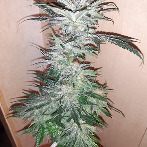 Lemon Bruce Diesel