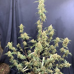 Samsquanch x Forum Stomper 87 days