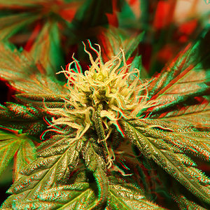 0528 GSC Bud 3D.jpg