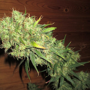 harvest.JPG