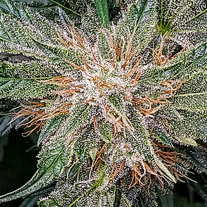 Ethos, Purple Thai Auto