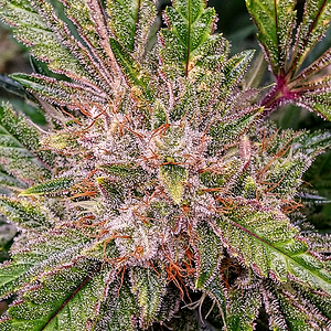 Ethos, Purple Thai Auto