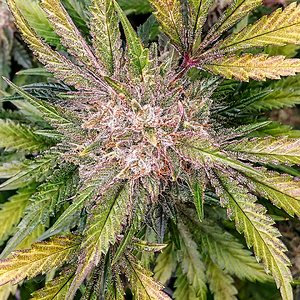 Ethos, Purple Thai Auto Rbx1