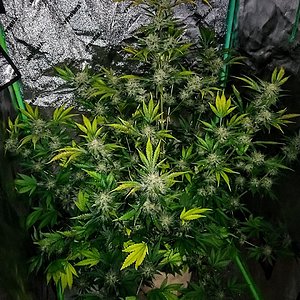 Ethos, Purple Thai Auto Rbx1