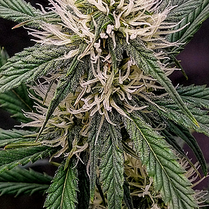 Night Owl Seeds, Star Spangled Banner III