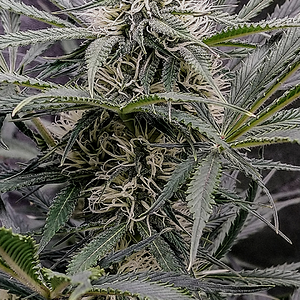 Night Owl Seeds, Star Krunch