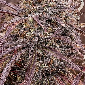 Night Owl Seeds, Star Krunch