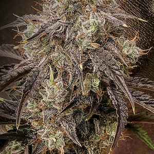 Night Owl Seeds, Star Spangled Banner III