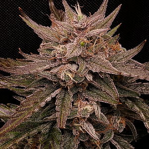 Mephisto,  Ripley's OG