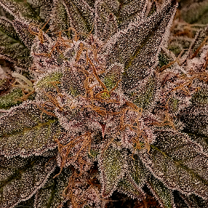 Mephisto, Ripley's OG