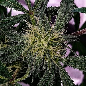 Night Owl Seeds, Creme De La Compton F3