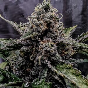 Mephisto Genetics,  Sundae Thumper Tester