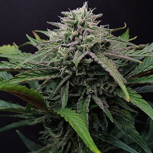 Mephisto Genetics Walter White BX1 Tester