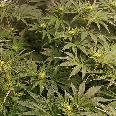 Zoap - Day 16 Flower