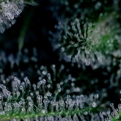 Nocturnal Lights Trichome Check