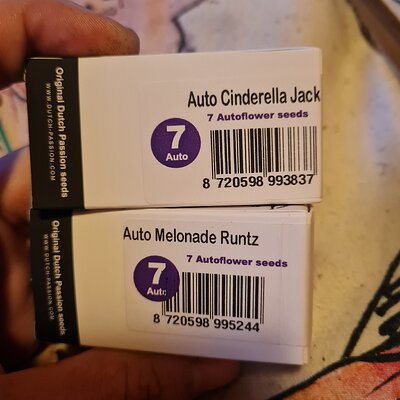 Auto melonade runtz & Auto cinderella jack