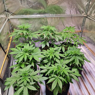 Melonade runtz auto and cinderella jack auto