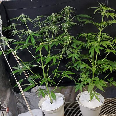 PM_1-2_day35.jpg