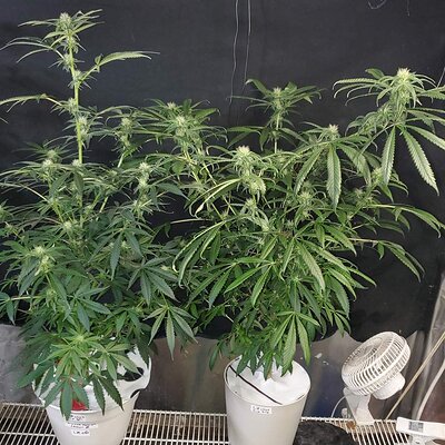 LZ_clone6-7_day29.jpg