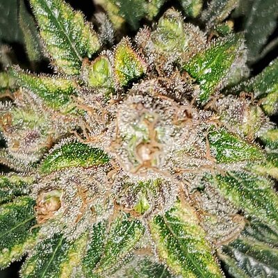 LemonZ_clone1_day82_cola.jpg