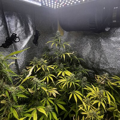 Media 'IMG_5120.jpeg' in category 'Auto Seeds'