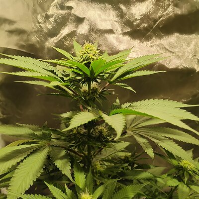 IMG_20250509_110147576_HDR.jpg