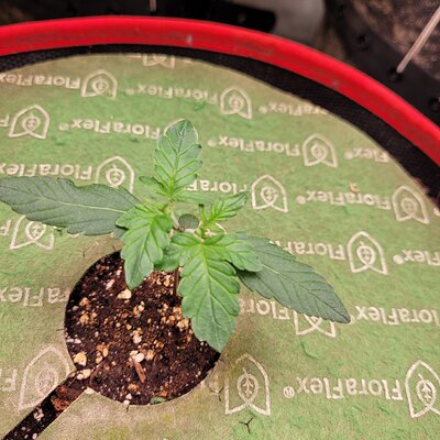 Media '20250609_163809.jpg' in category 'Auto Seeds'