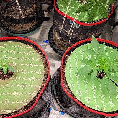 Media '20250609_163757.jpg' in category 'Auto Seeds'
