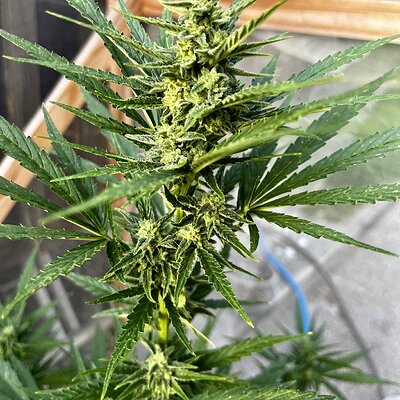 Media 'IMG_8703.jpeg' in category 'Auto Seeds'