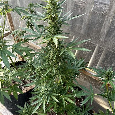 Media 'IMG_8706.jpeg' in category 'Auto Seeds'