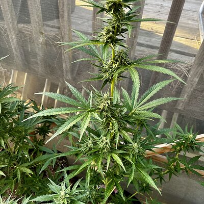 Media 'IMG_8707.jpeg' in category 'Auto Seeds'