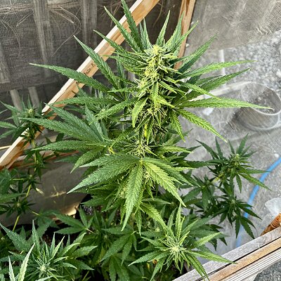 Media 'IMG_8708.jpeg' in category 'Auto Seeds'