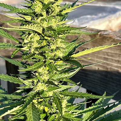 Media 'IMG_8710.jpeg' in category 'Auto Seeds'