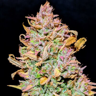 Media 'SKH (8).jpg' in category 'Mephisto Genetics'
